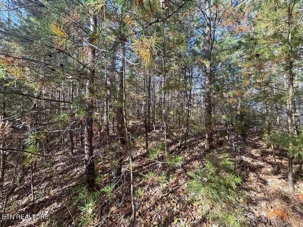 Bear Track Way Del Rio, TN 37727 - Photo 17 of 21 17