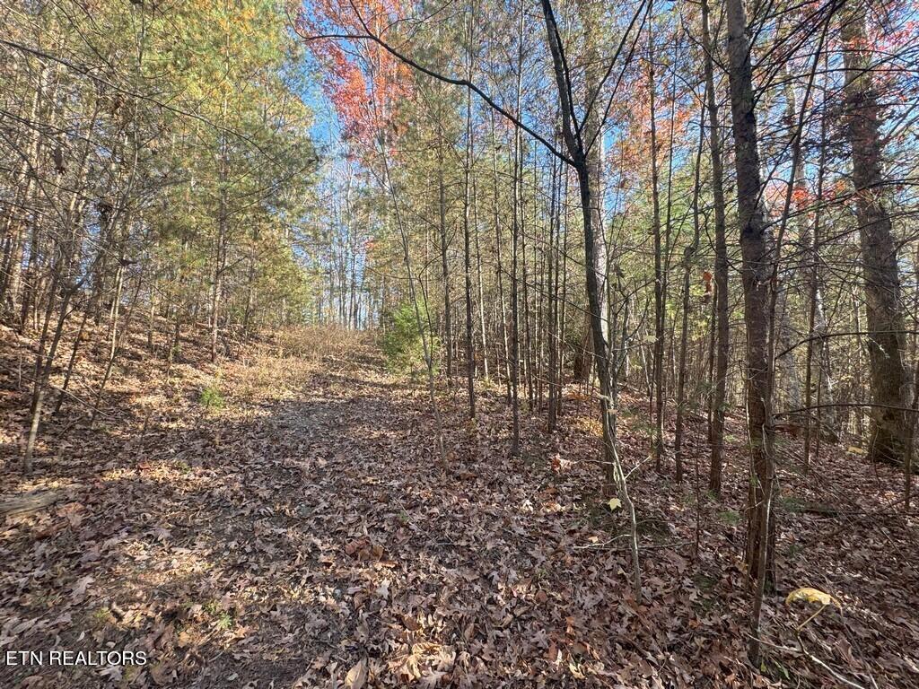 Bear Track Way Del Rio, TN 37727 - Photo 18 of 21 18