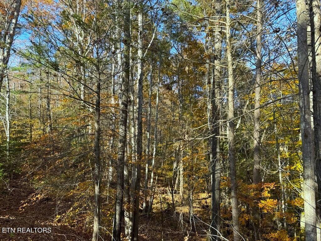 Bear Track Way Del Rio, TN 37727 - Photo 2 of 21 2