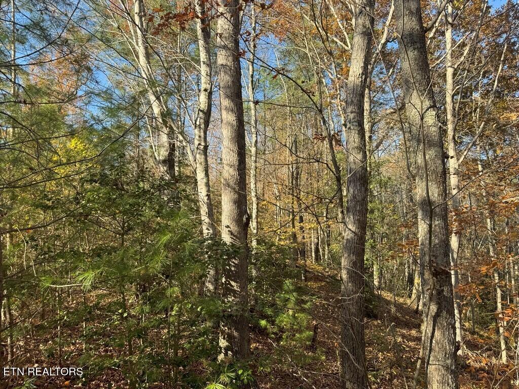 Bear Track Way Del Rio, TN 37727 - Photo 4 of 21 4