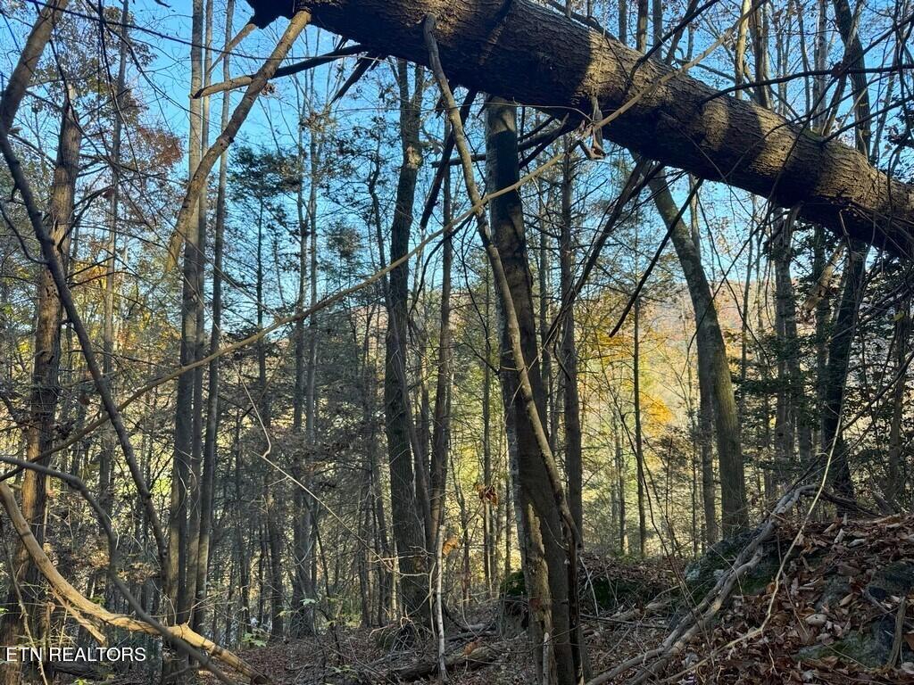 Bear Track Way Del Rio, TN 37727 - Photo 5 of 21 5