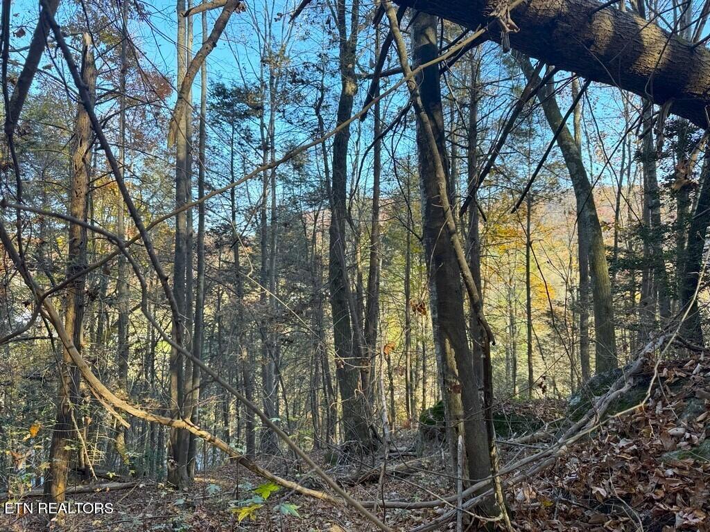 Bear Track Way Del Rio, TN 37727 - Photo 6 of 21 6