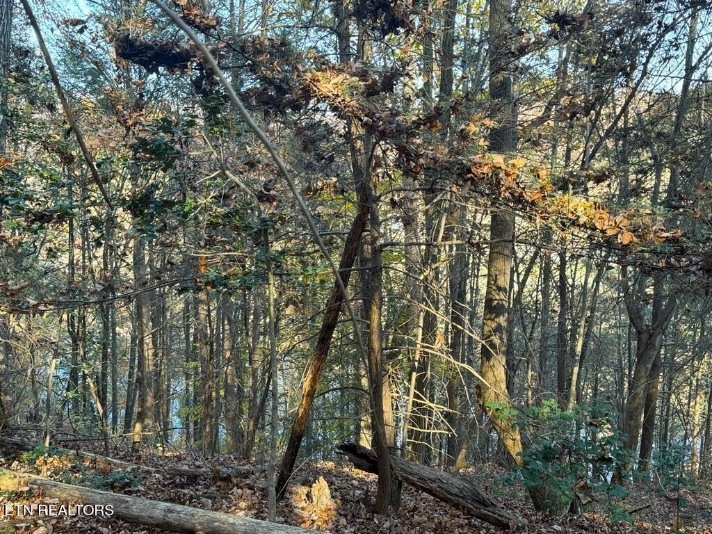 Bear Track Way Del Rio, TN 37727 - Photo 7 of 21 7