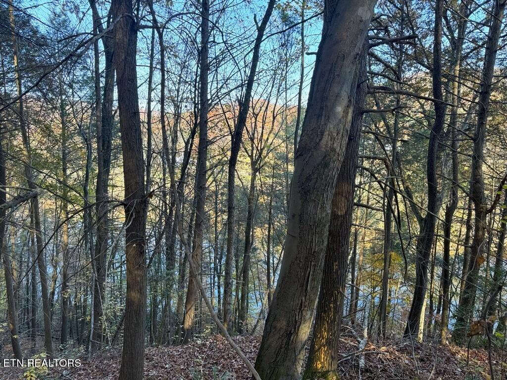 Bear Track Way Del Rio, TN 37727 - Photo 9 of 21 9