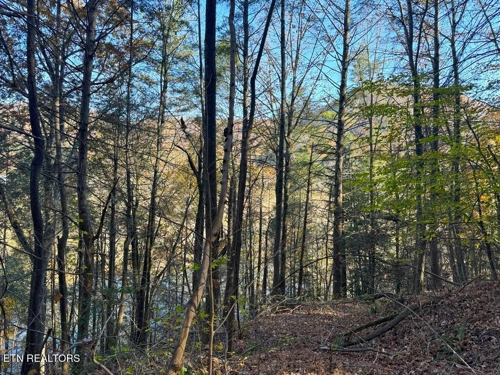 Bear Track Way Del Rio, TN 37727 - Photo 10 of 21 10
