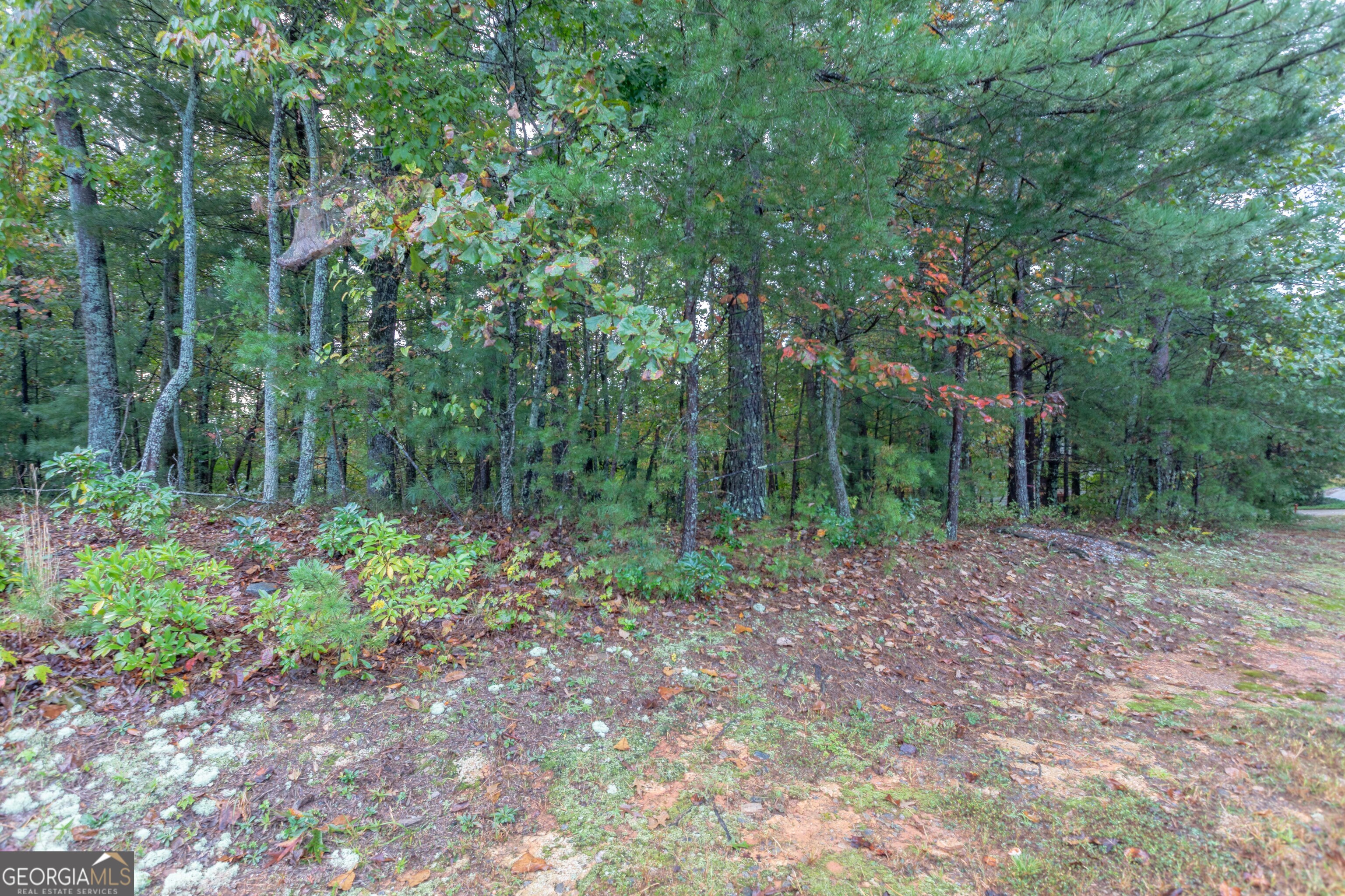 0 Zeppelin Strasse Helen, GA 30545 - Photo 5 of 8 a view of a forest with trees in the background