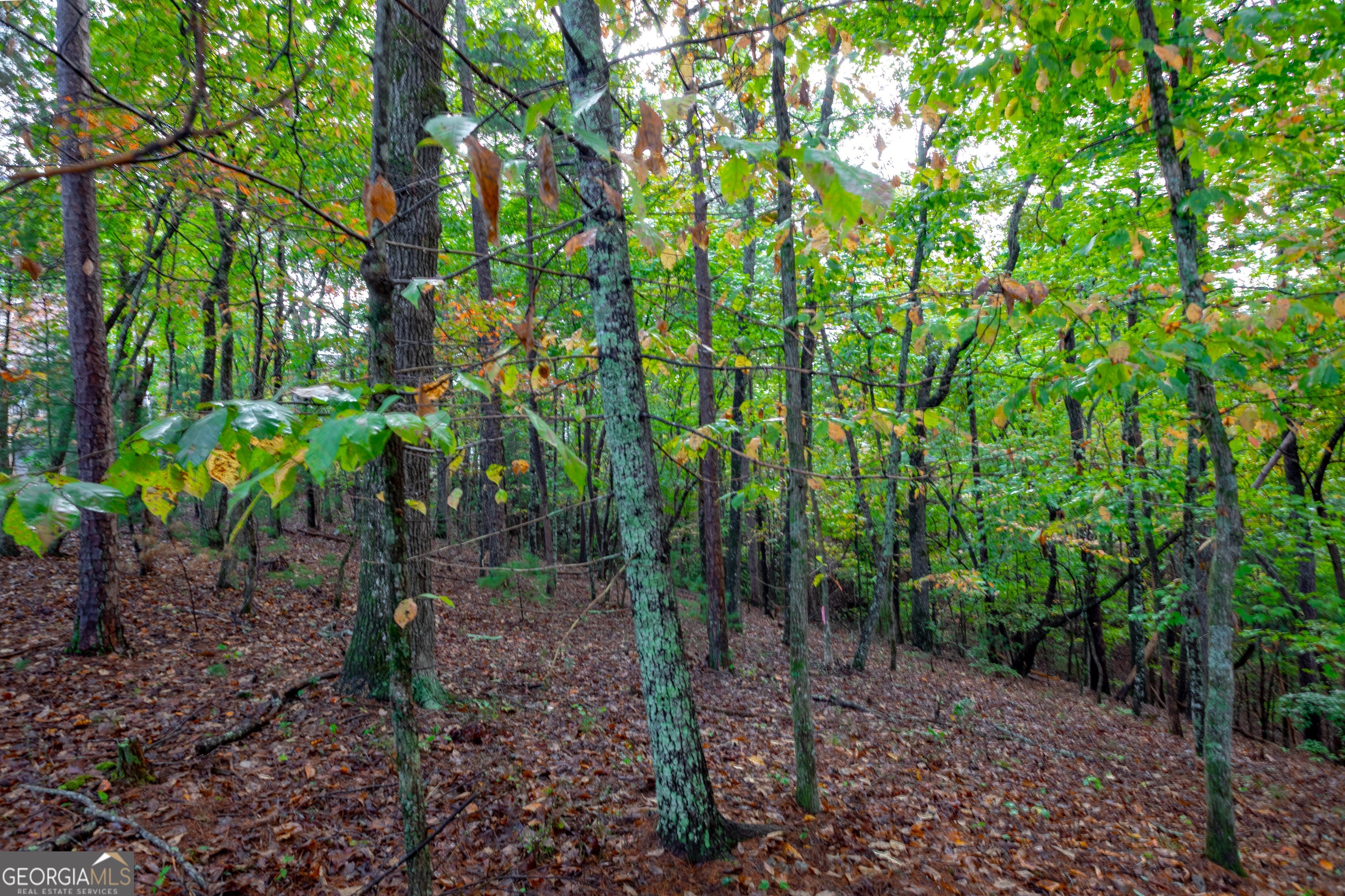 0 Zeppelin Strasse Helen, GA 30545 - Photo 8 of 8 a backyard of a house with lots of trees