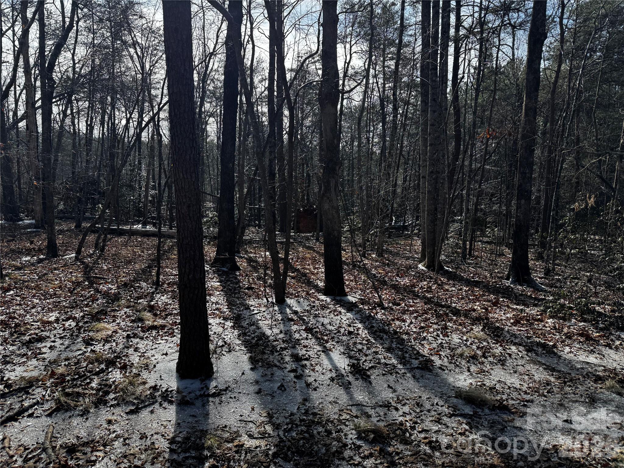 0 Painters Gap Road Union Mills, NC 28167 - Photo 21 of 28 a view of a forest with trees