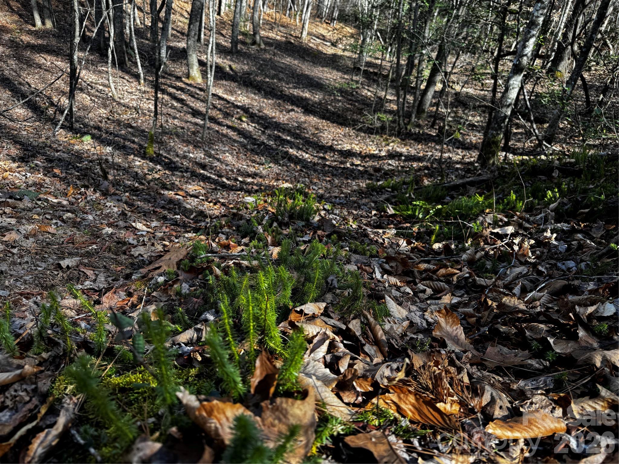 0 Painters Gap Road Union Mills, NC 28167 - Photo 28 of 28 a view of a yard