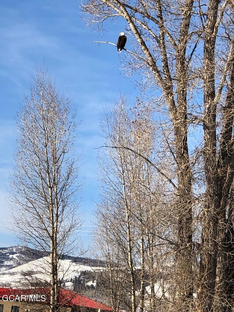 129 Edgewater Circle Granby, CO 80446 - Photo 40 of 63 Bald Eagle