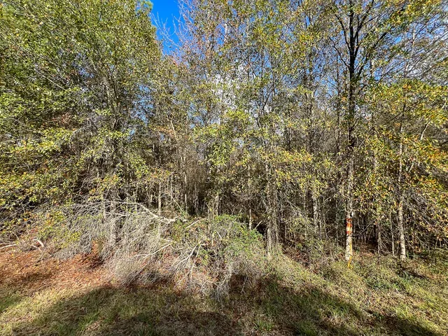 a view of a yard with a tree