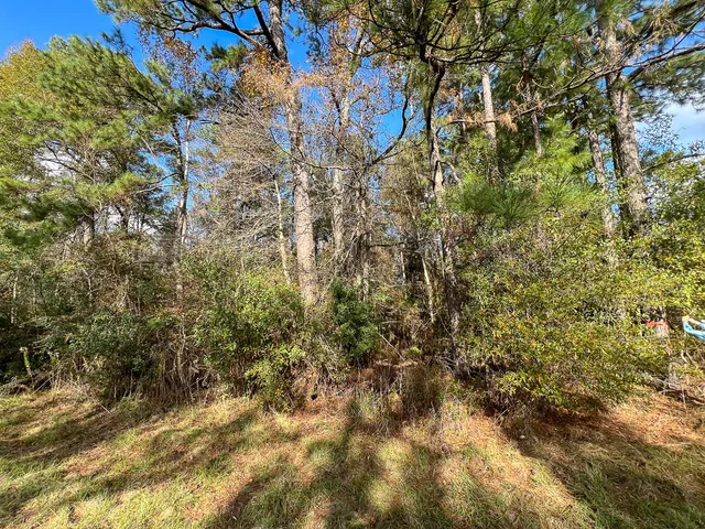 a close up of a tree