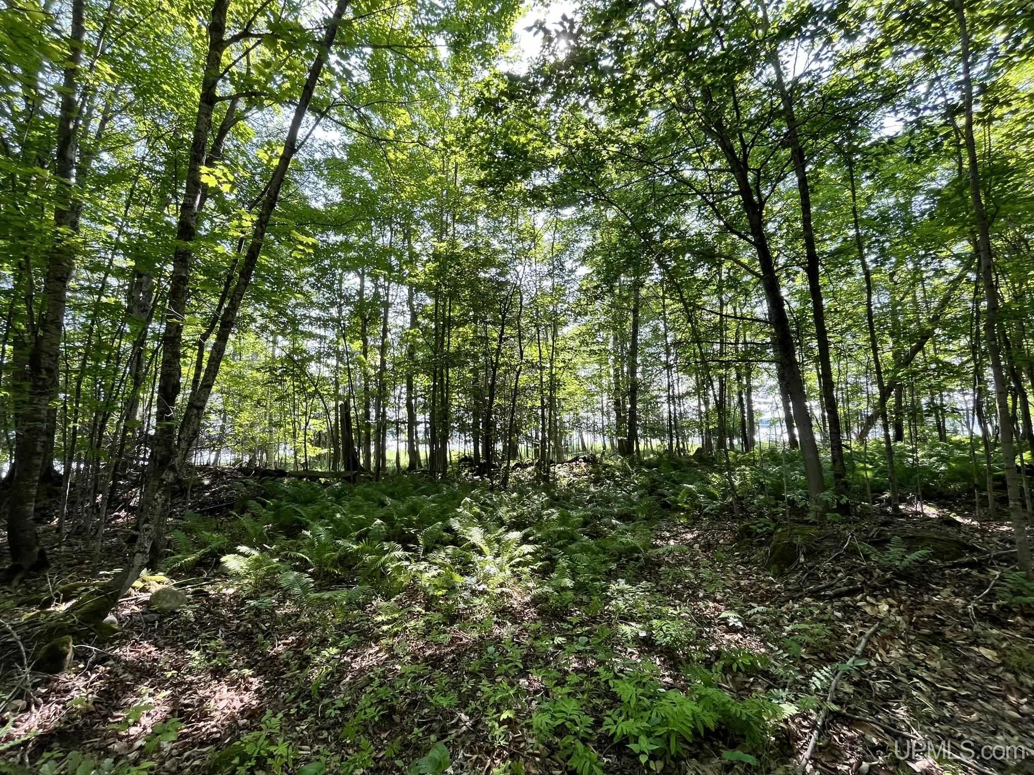 Tbd Neazor Point Road South Germfask, MI 49836 - Photo 10 of 27 Gallery Image 10