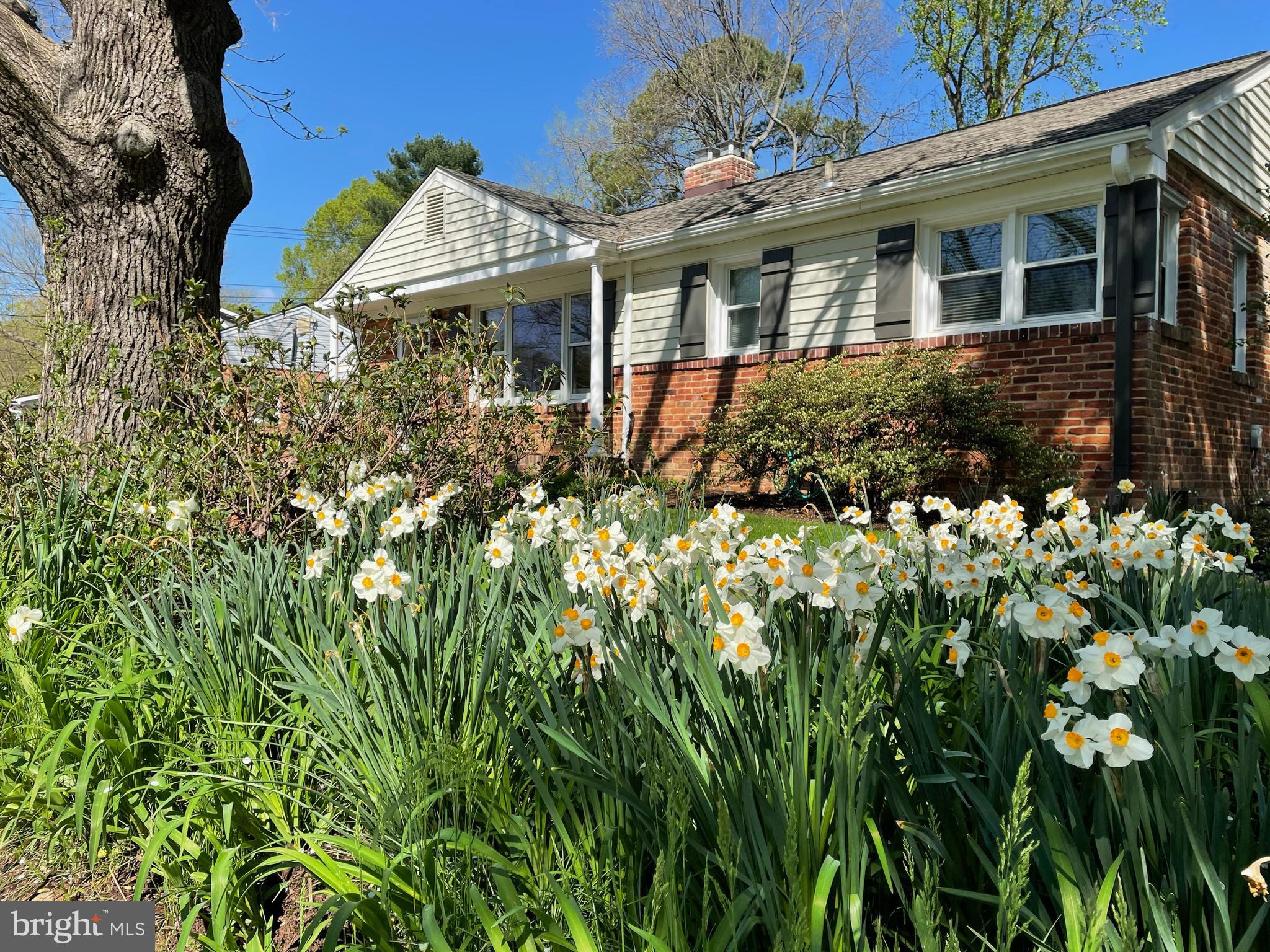 2004 Shenandoah Road Alexandria, VA 22308 - Photo 45 of 50 Spring perennials!