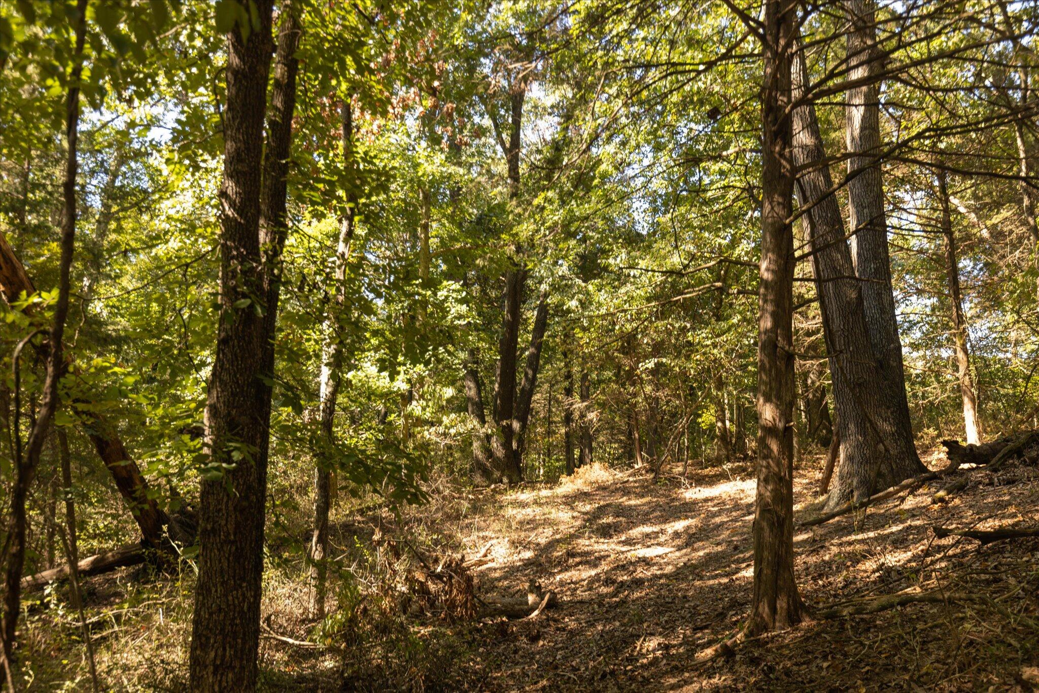 0 Watts Road Rogersville, MO 65742 - Photo 29 of 51 29-HT9A5658