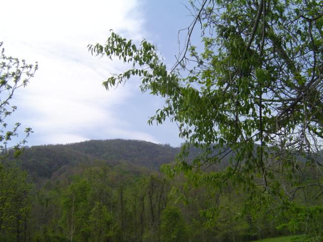 0 Chestnut Grove Road Callaway, VA 24067 - Photo 2 of 8 a view of a tree in a field with a tree in the background