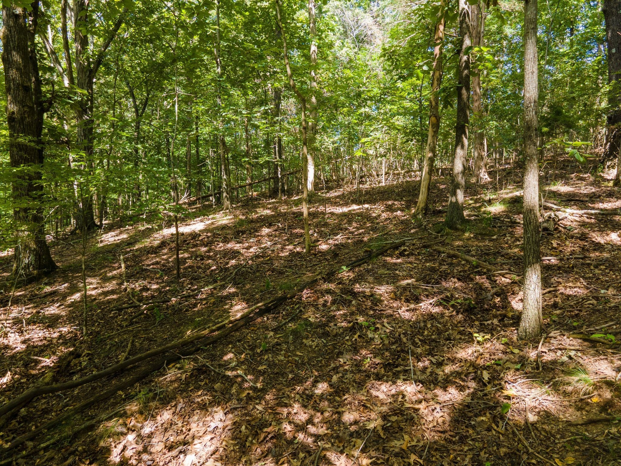 2311 Blue Branch Road Lynnville, TN 38472 - Photo 11 of 18 Gallery Image 11
