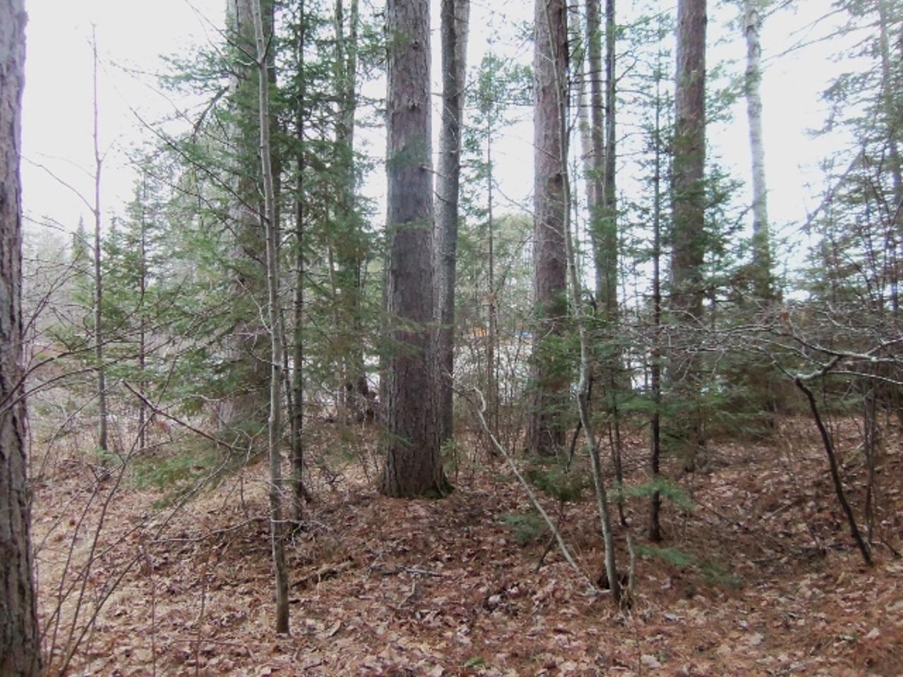 3085 Grant Lake Road Mercer, WI 54547 - Photo 14 of 14 Gallery Image 14