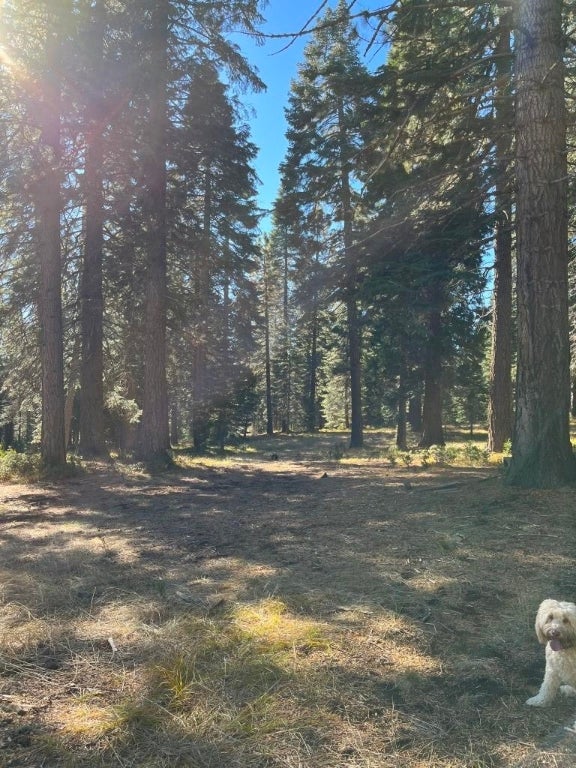 3-e-43 Red Fir Road McCloud, CA 96057 - Photo 2 of 11 Gallery Image 2