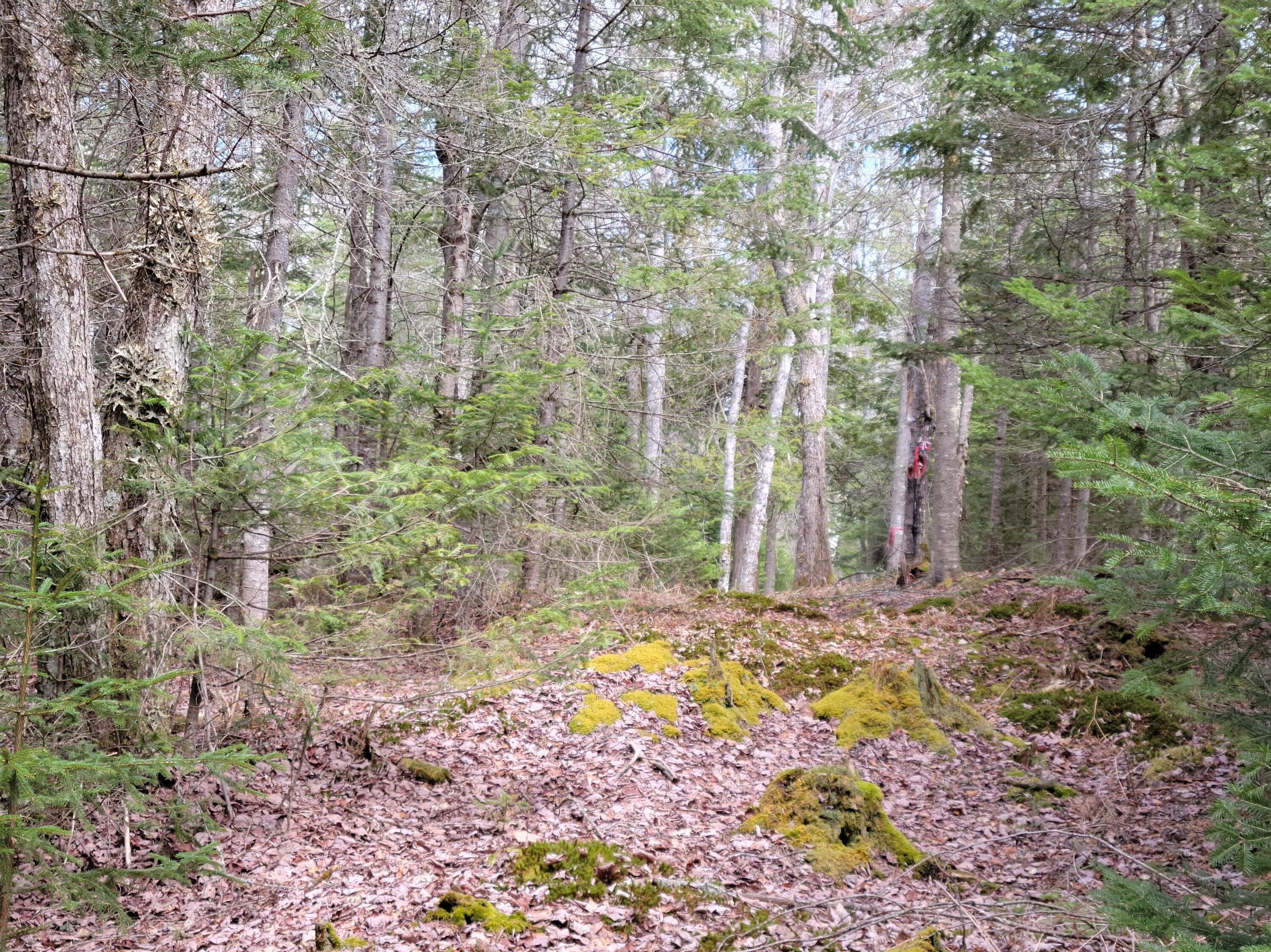 140 Back Searsport Road Belfast, ME 04915 - Photo 12 of 15 20220430_111106