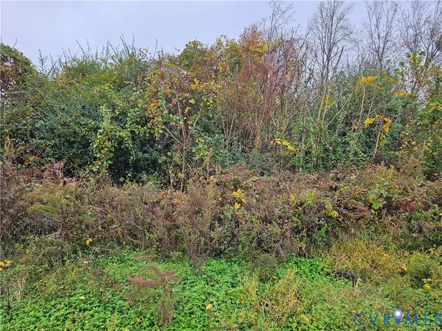a view of a lush green forest with large trees
