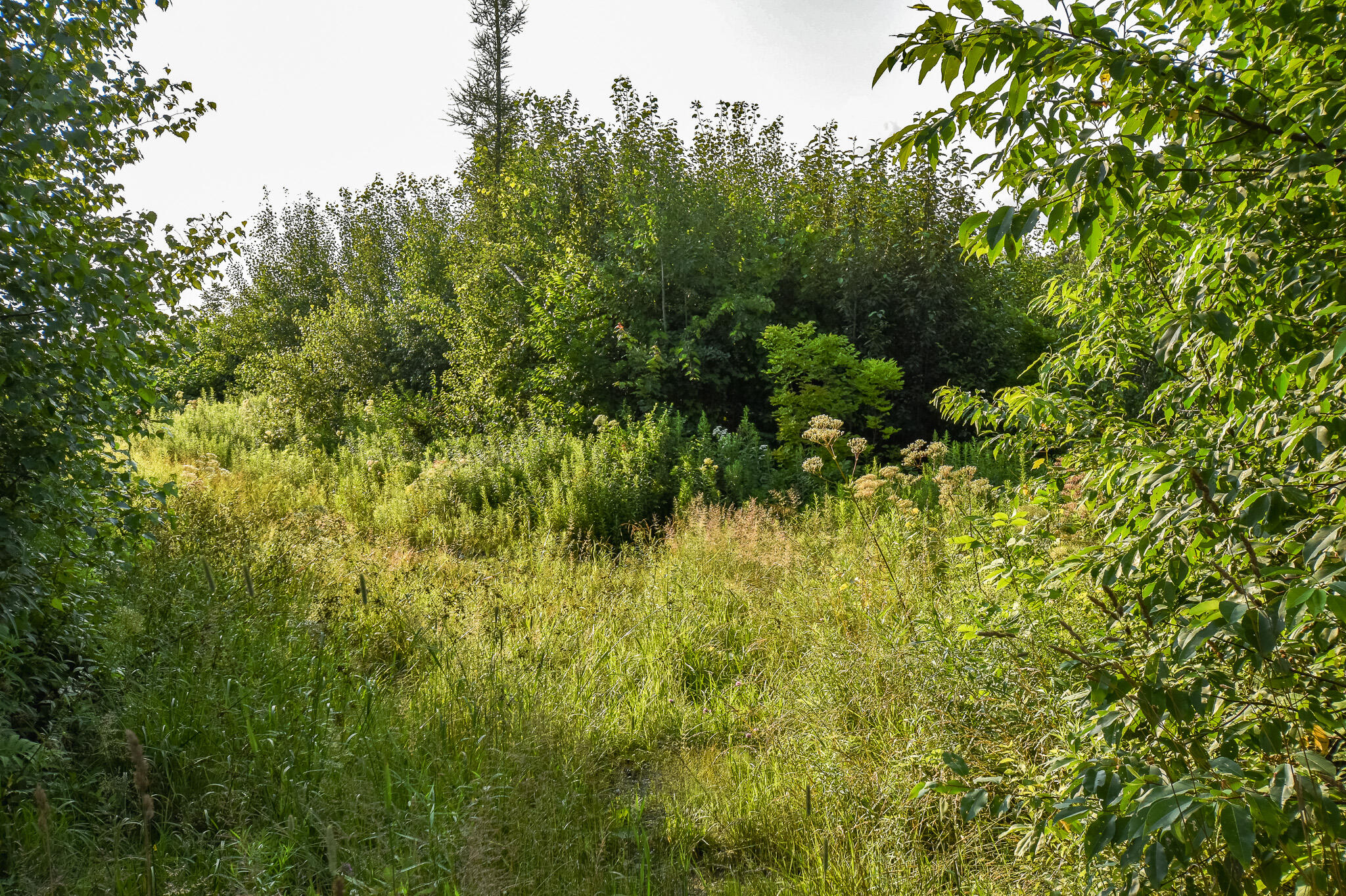 0 Atkinson Road Dover-Foxcroft, ME 04426 - Photo 26 of 63 DSC_1008