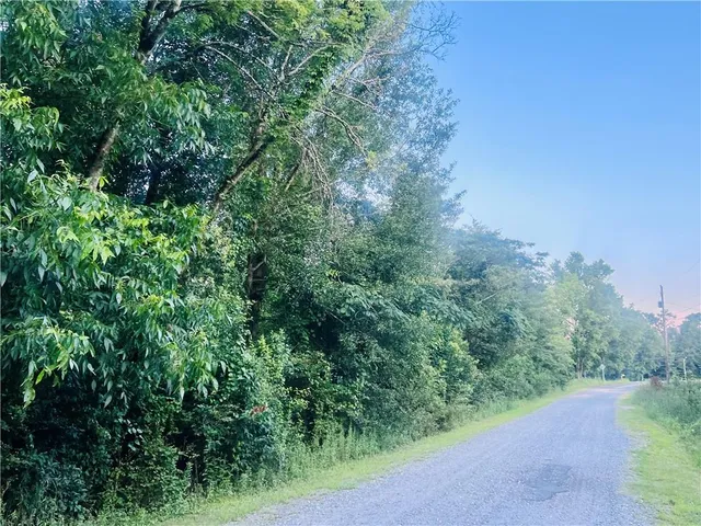a view of a forest with a tree