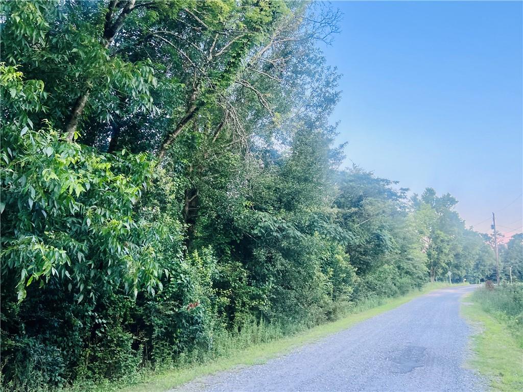 a view of a forest with a tree