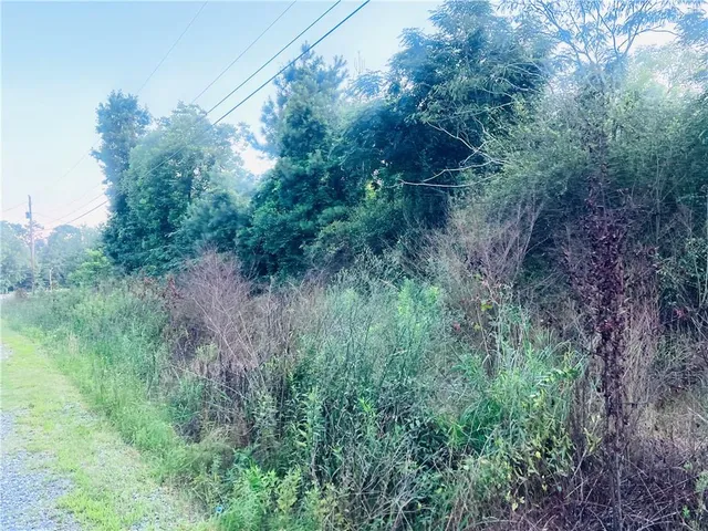 a view of a lush green forest with lots of trees