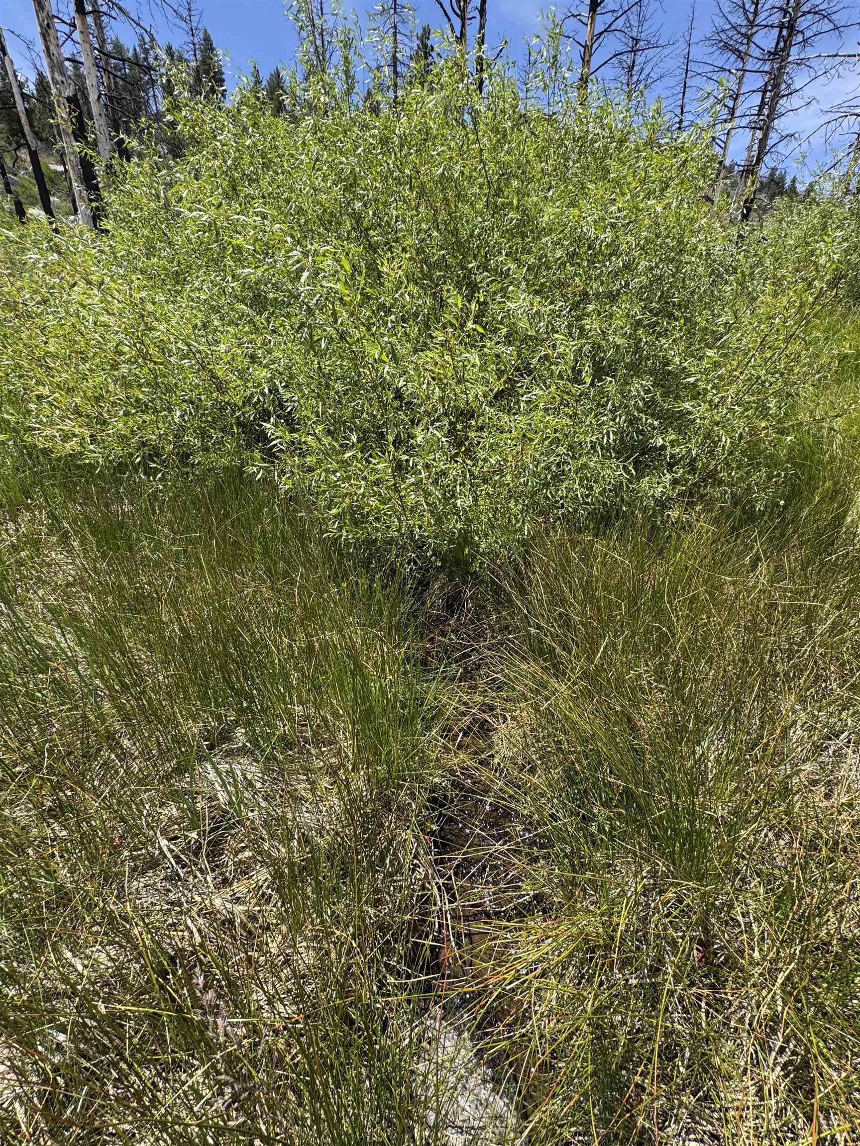 434-100 Diamond Mountain Road Doyle, CA 96109 - Photo 48 of 57