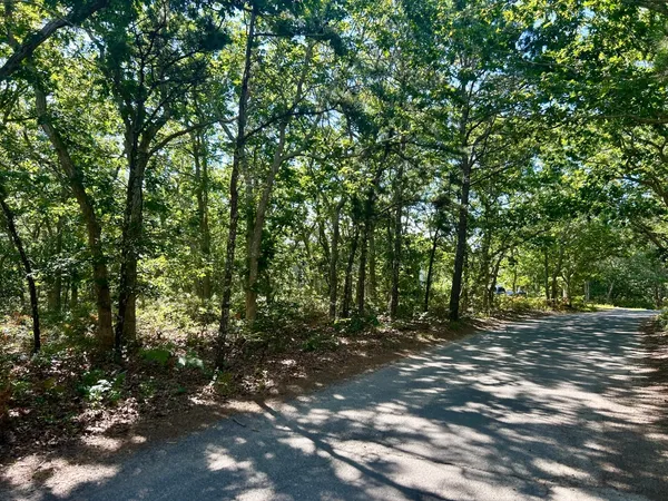 a view of a forest with trees