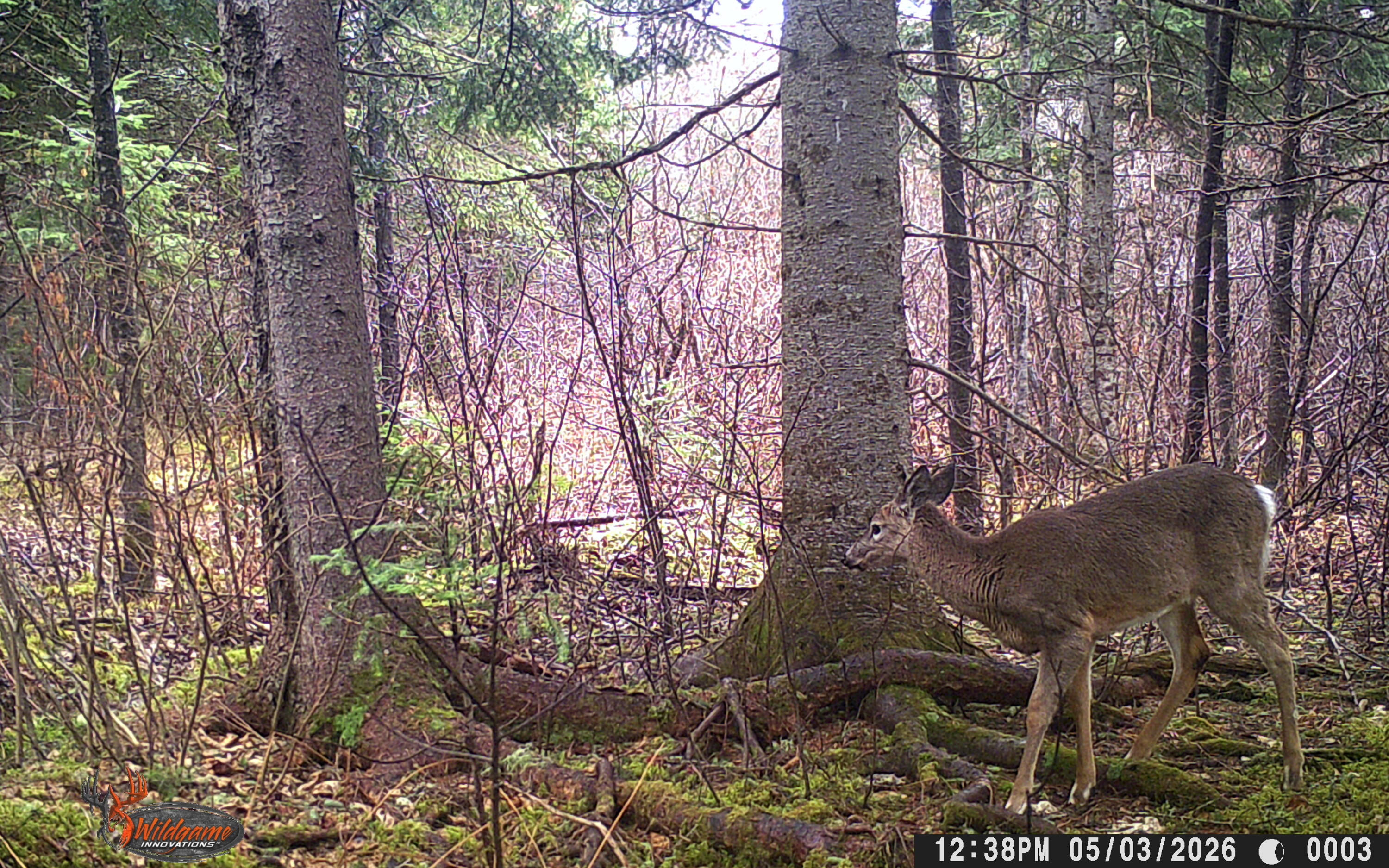 345 McIntyre Road Woodland, ME 04736 - Photo 25 of 28 Wildlife 6