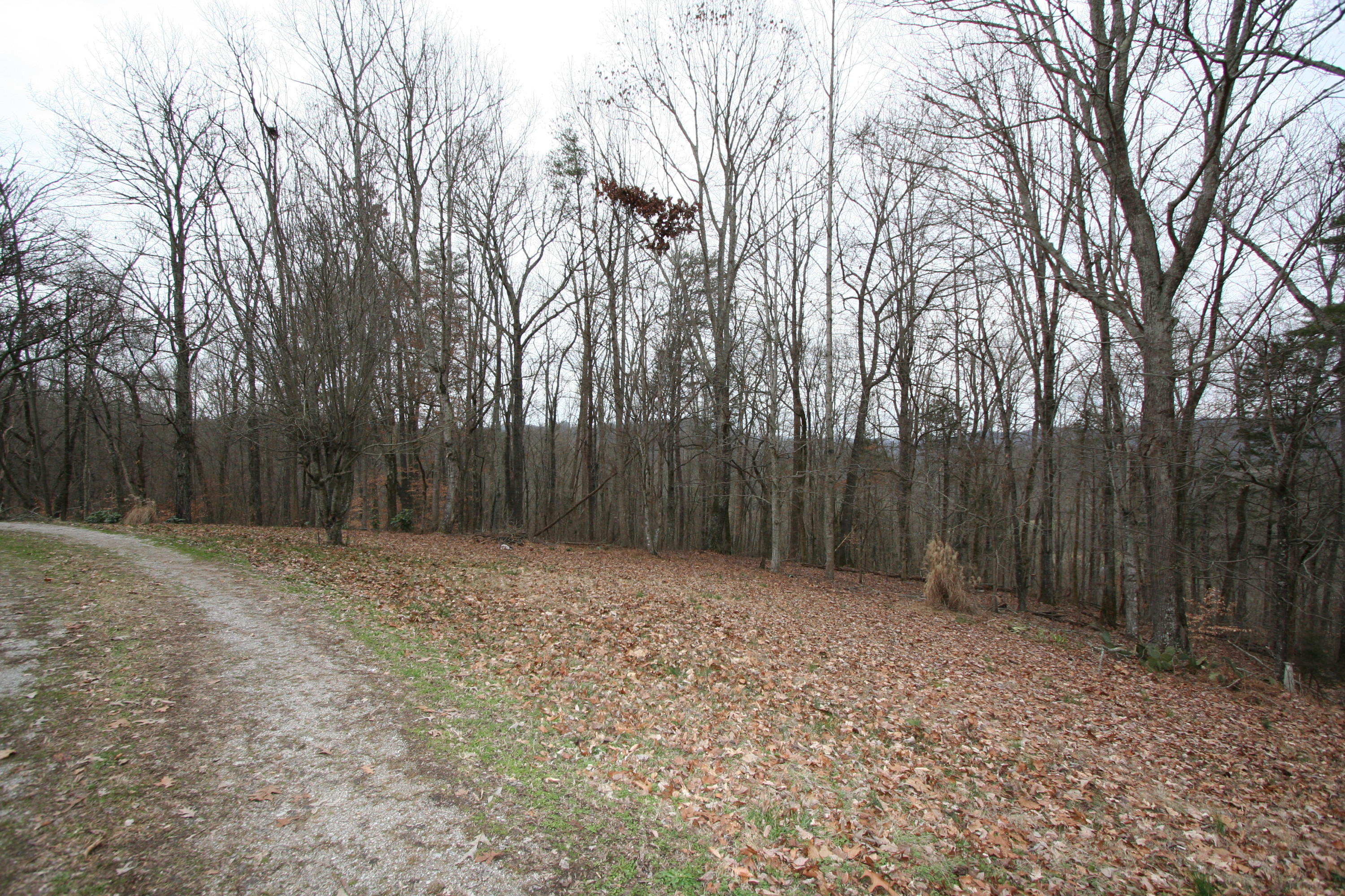 499 Wallace Road Luttrell, TN 37779 - Photo 2 of 34 Back Yard & Rear Driveway