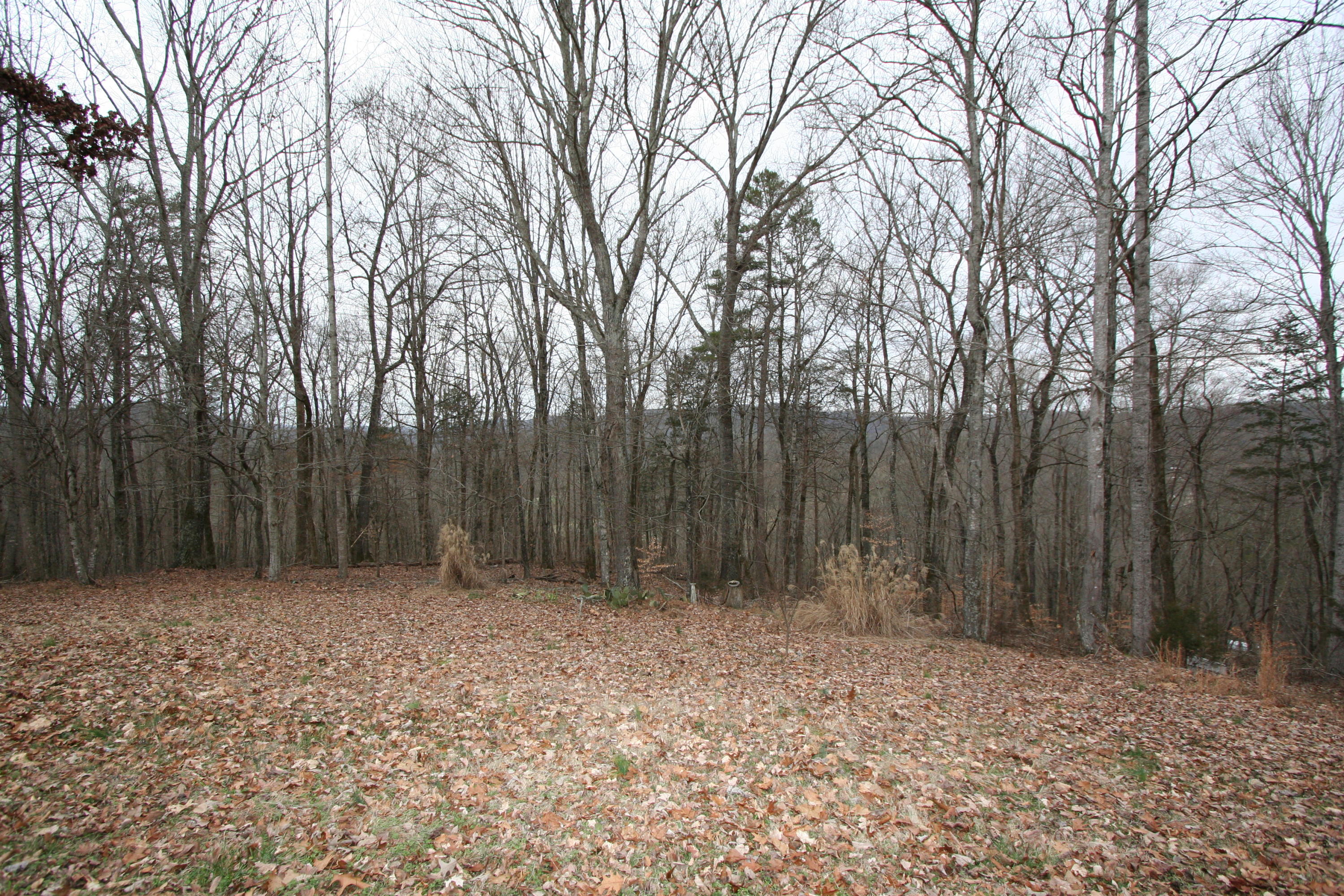 499 Wallace Road Luttrell, TN 37779 - Photo 23 of 34 Yard at Left Side