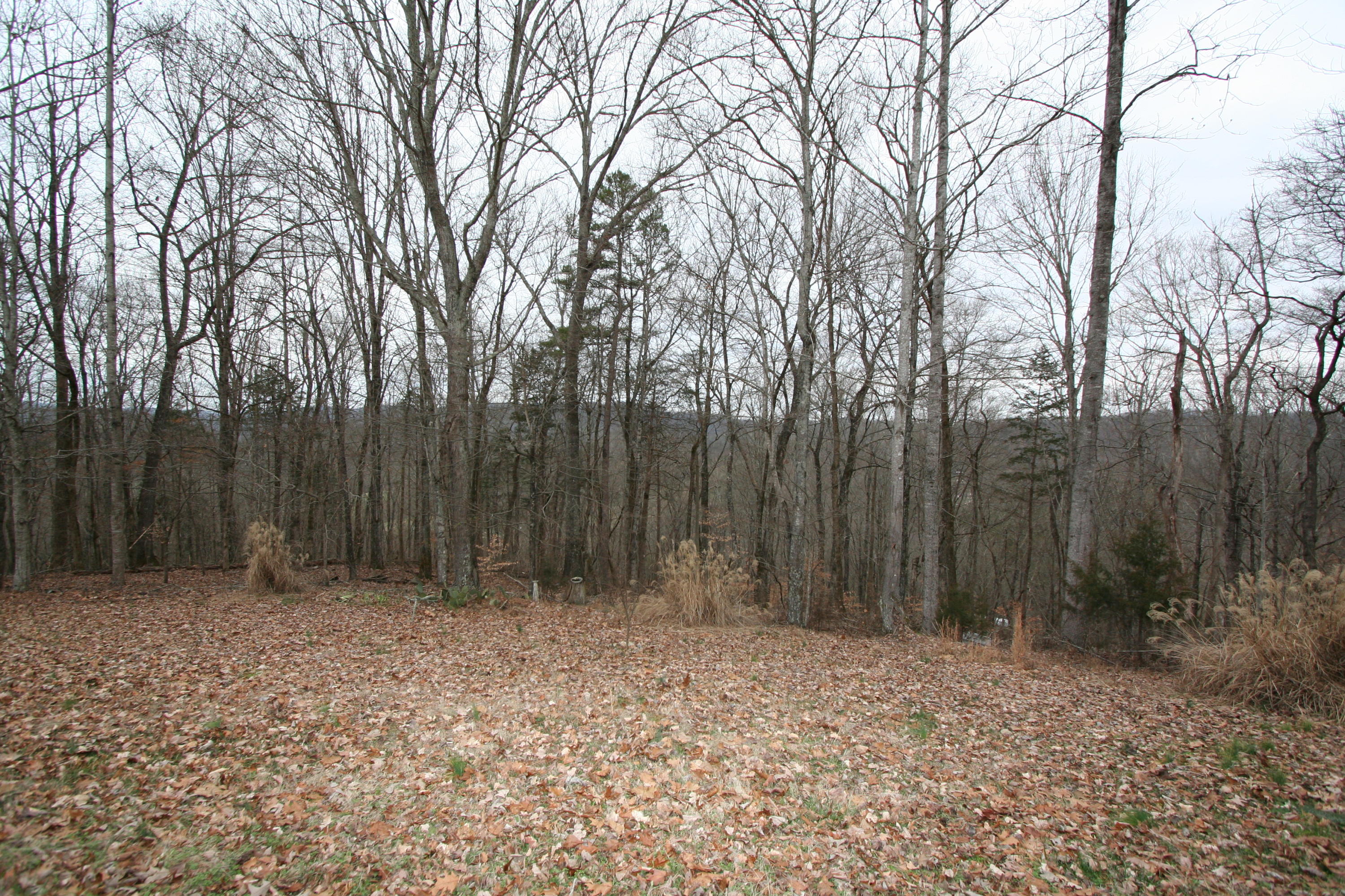 499 Wallace Road Luttrell, TN 37779 - Photo 4 of 34 Backyard Mtn Vu 2