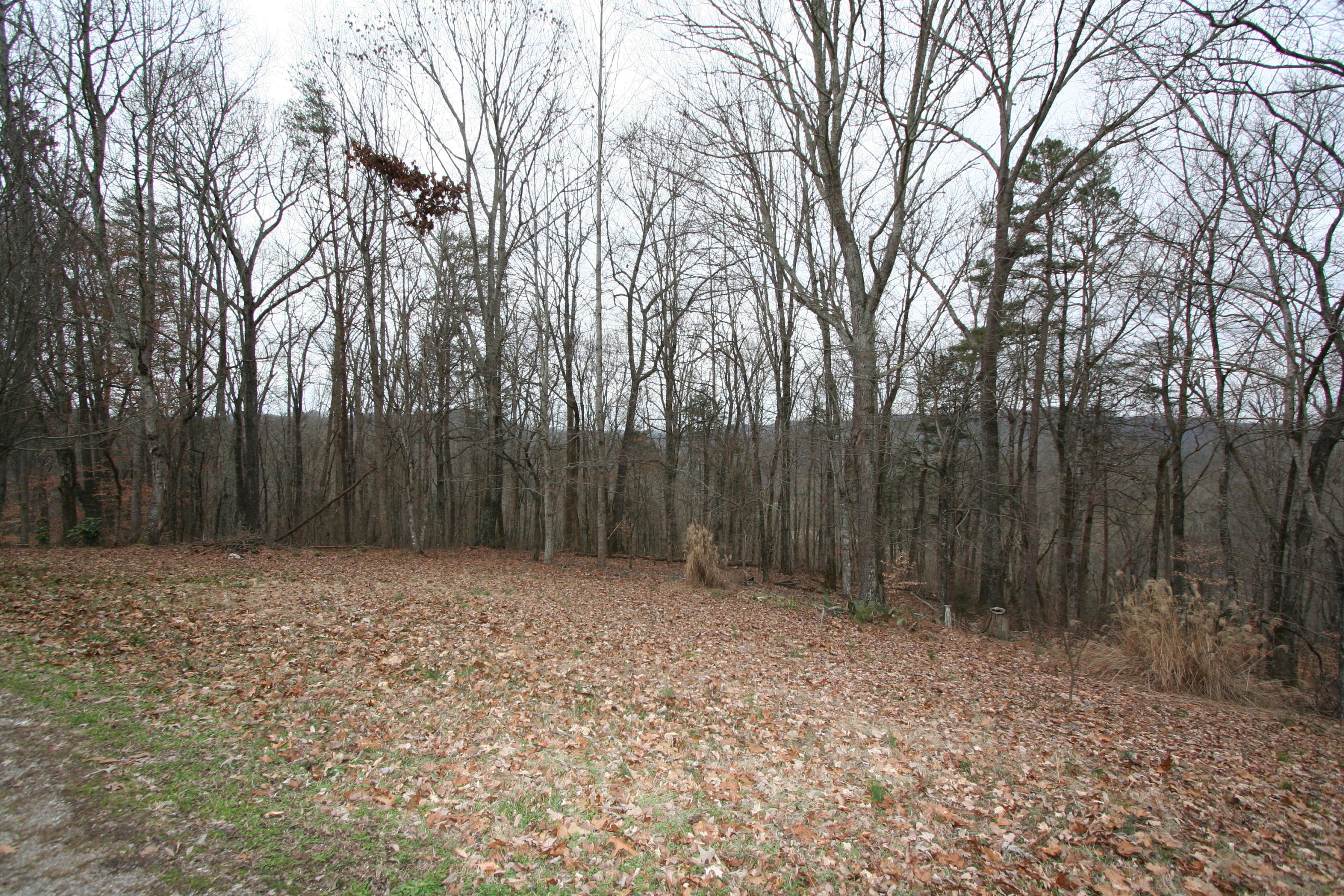 499 Wallace Road Luttrell, TN 37779 - Photo 5 of 34 Backyard Mtn Vu 3