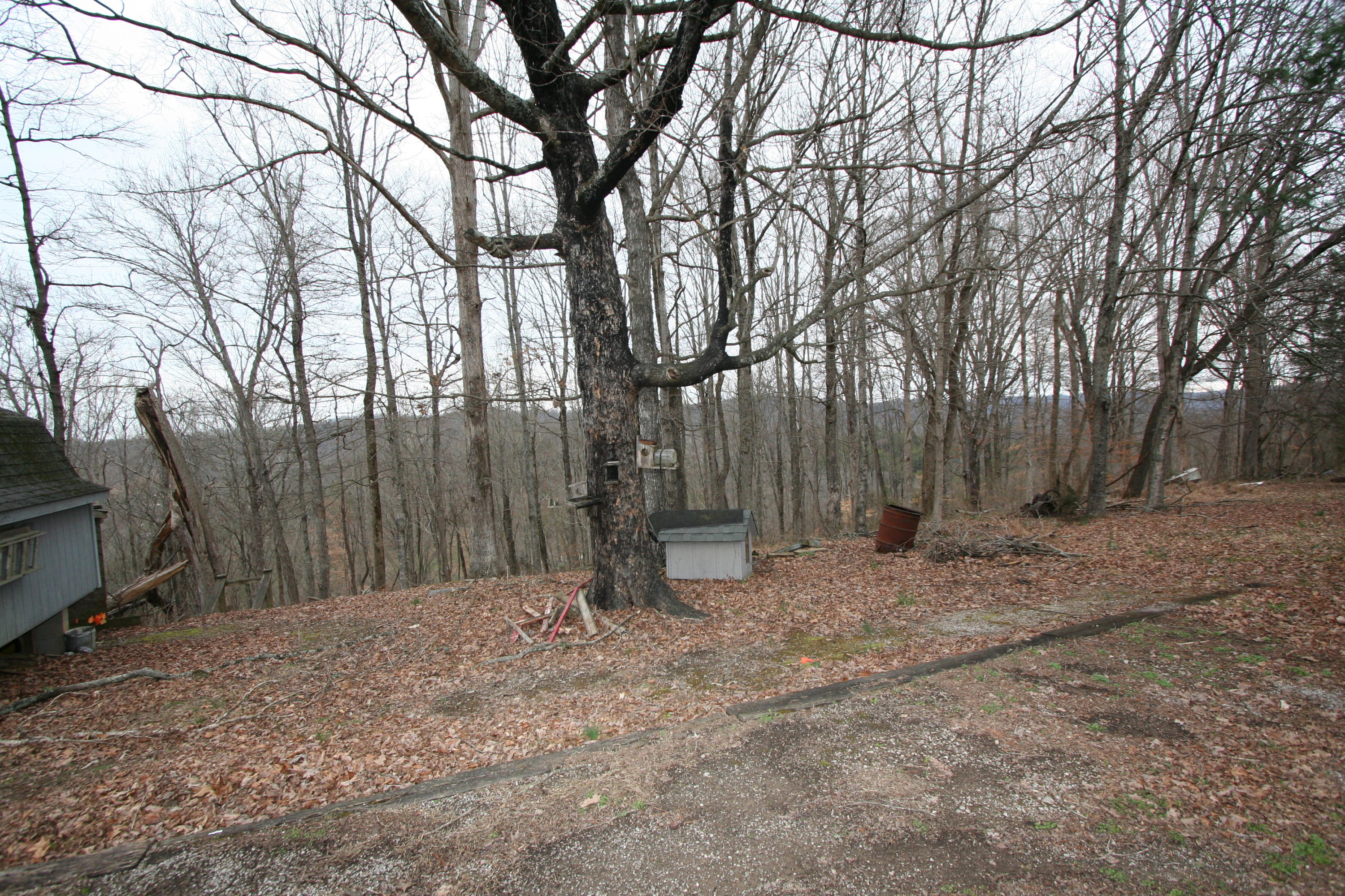 499 Wallace Road Luttrell, TN 37779 - Photo 6 of 34 Backyard Mtn Vu 4