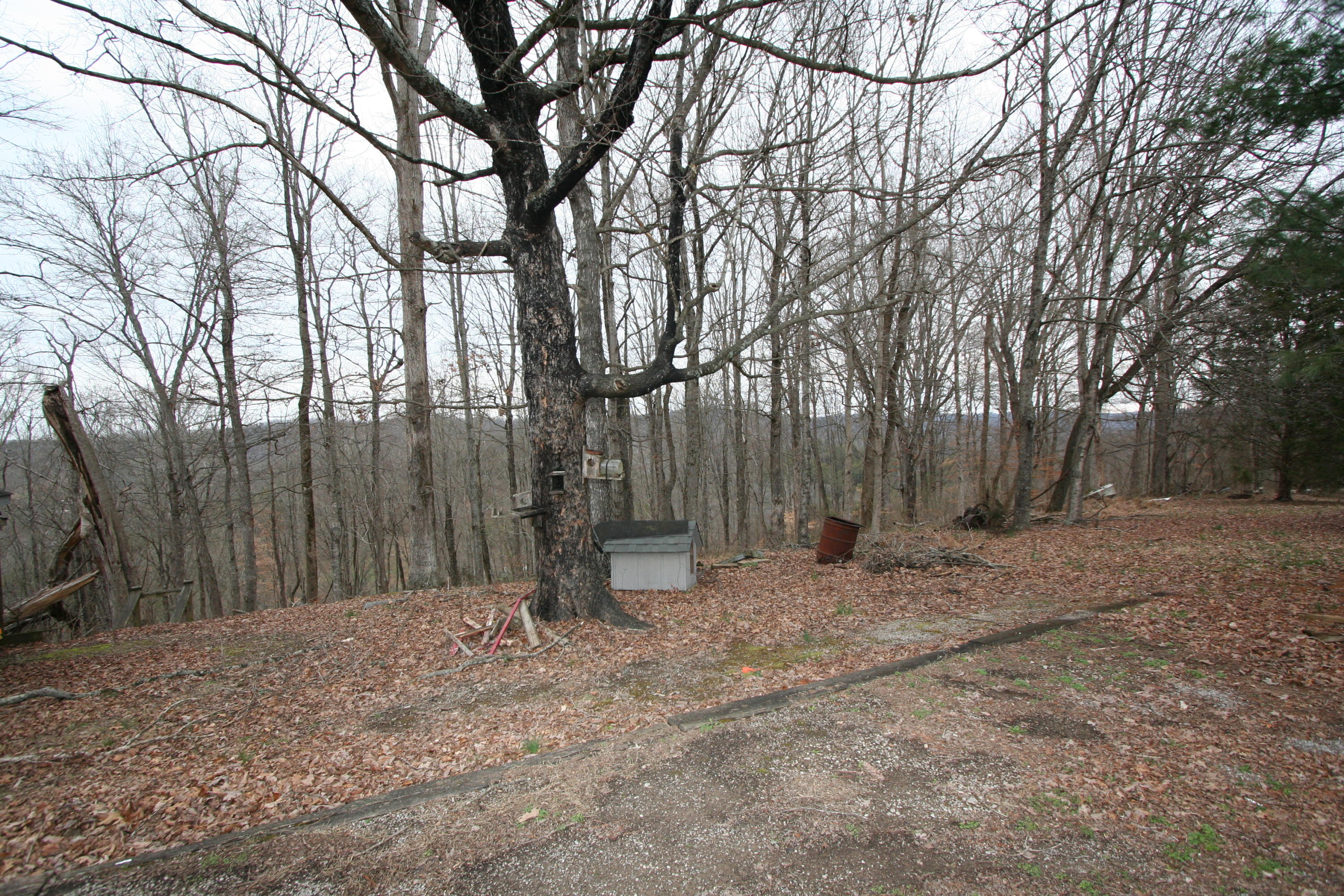 499 Wallace Road Luttrell, TN 37779 - Photo 7 of 34 Backyard Mtn Vu 5
