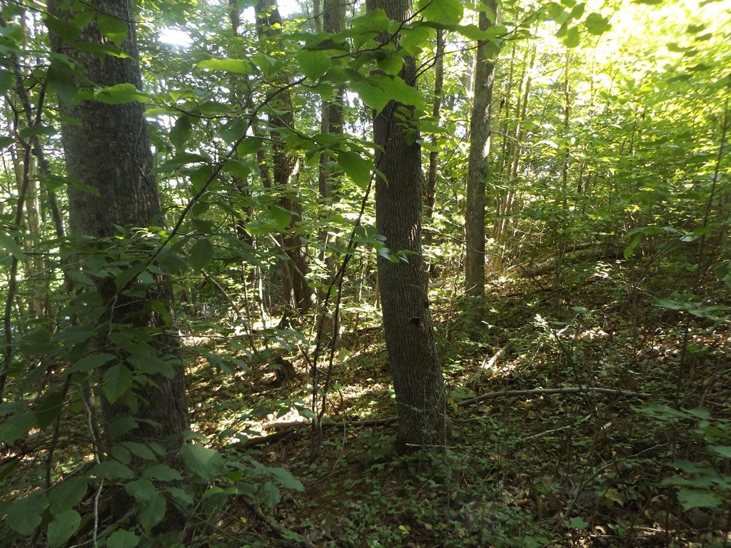 Gallery Image 7
