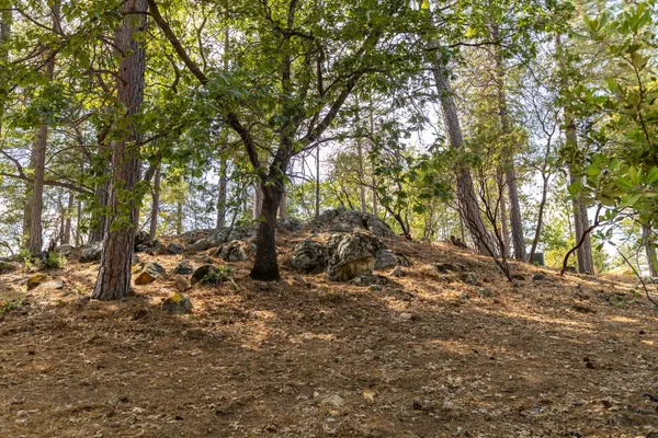 a big yard with lots of trees