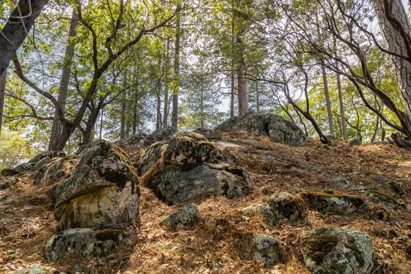 a view of a forest with trees