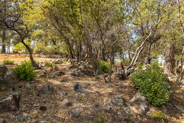 a view of a yard with a tree