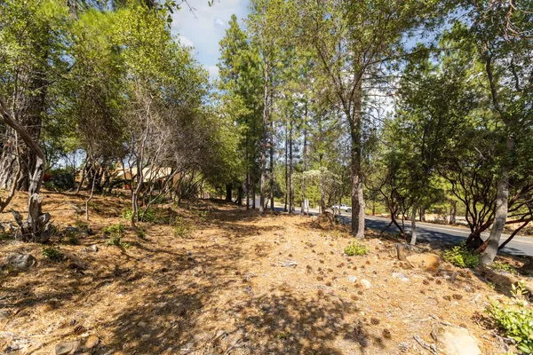 a view of a yard with trees