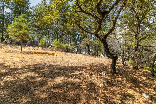 a view of a yard with trees