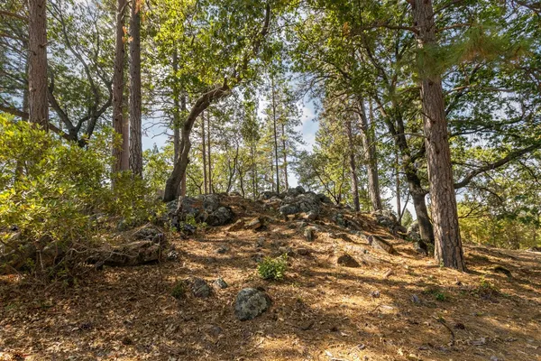 a view of a forest with trees