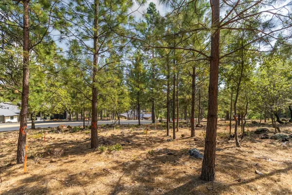 a view of road and trees