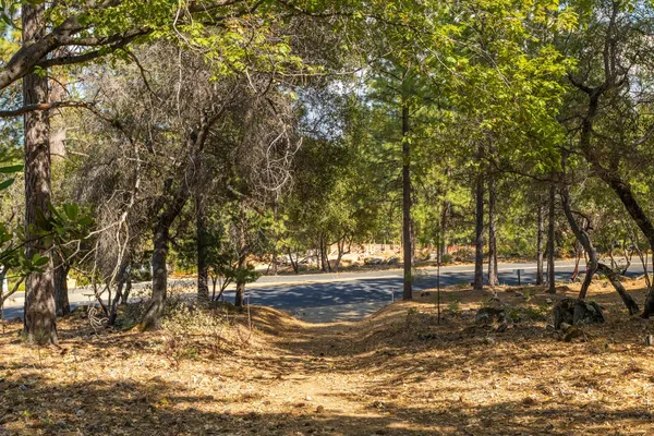 a view of yard with trees