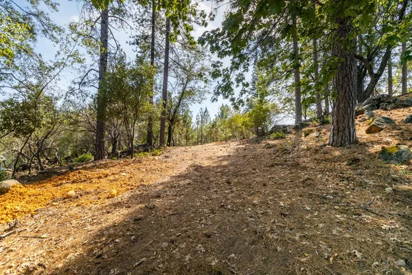 a view of a yard with trees