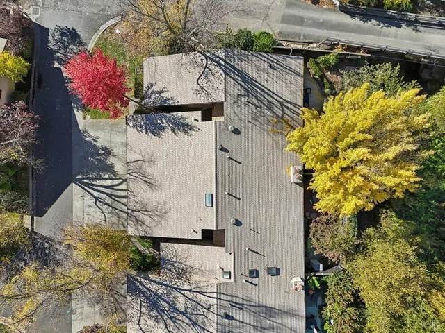 a view of a backyard that has plants and a large tree