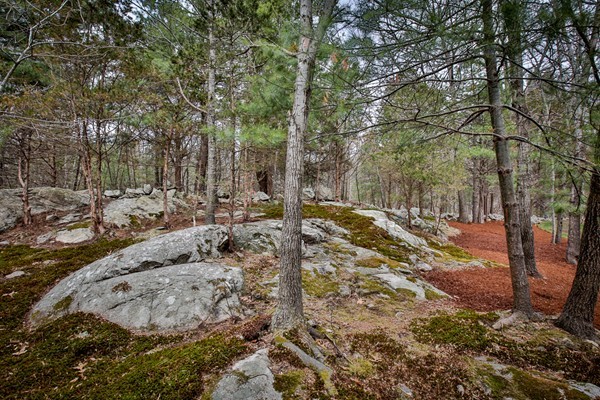 196 Middle Road Newbury, MA 01922 - Photo 23 of 28 a view of a forest with trees